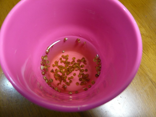 パクチーの種を４時間水に漬ける