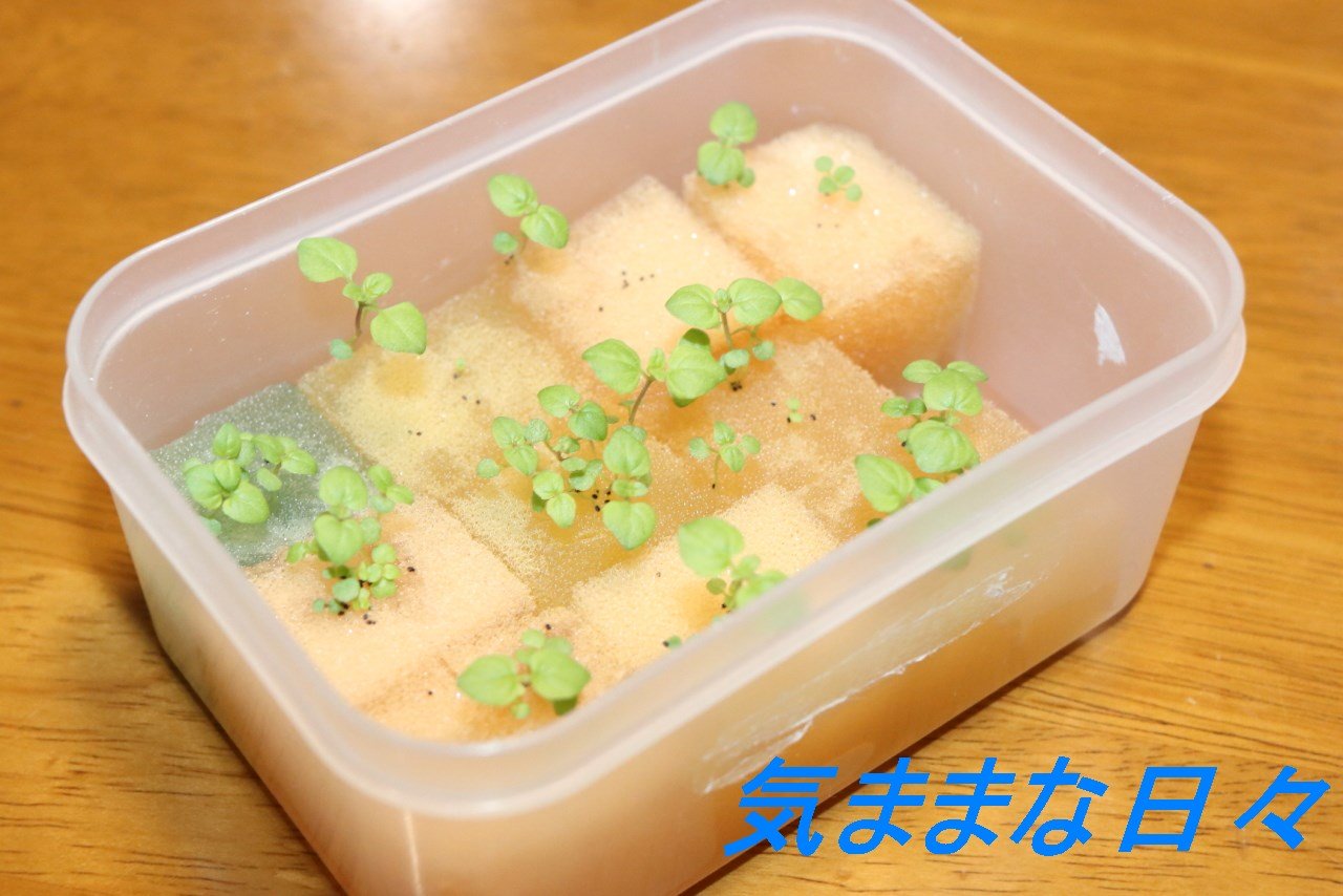 芽の大きさは1cmに